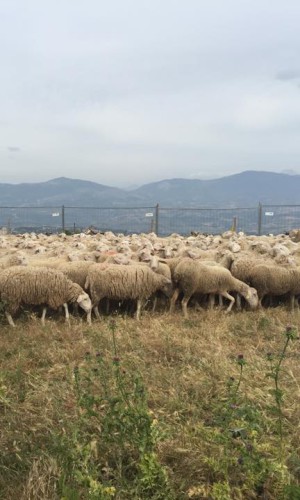 ovini all'alpeggio ovini all'alpeggio